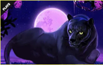 《Panther Moon》PLAY8 slot machine game detailed introduction